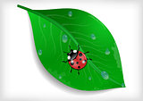 Green leaf and ladybird