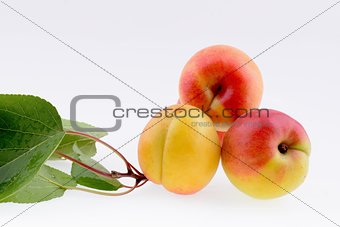Ripe apricot closeup 