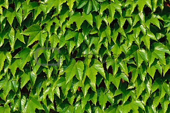 Ivy climbing (Hedera helix) on a brick wall