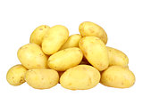 Heap of yellow raw potatos