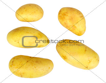 Several yellow raw potatos
