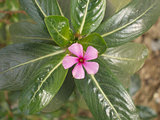 Periwinkle Flower surrounded by Leaves