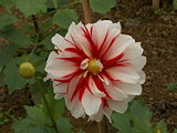 Red and White Dahlia
