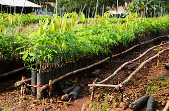 rubber tree seedlings