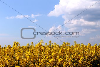 yellow rapeseed