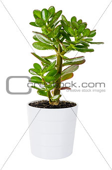 Green Crassula or money tree in white flower pot isolated