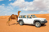 Camel rubs against a car