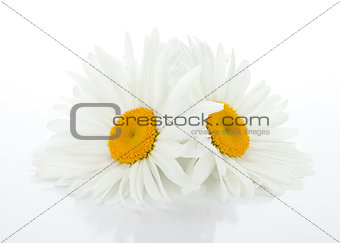 Two chamomile flowers with leaves