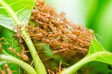Red ants build home