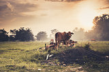 Cow on grass meadow vintage