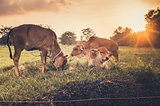 Cow on grass meadow vintage