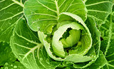 Fresh cabbage with green leaf