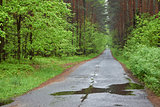 Forest road. Rainy day, spring. Poland.