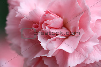 Pale pink carnation 