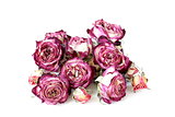 flower buds dry roses on a white background