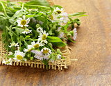 natural fresh daisy wildflowers on wooden background