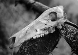Animal skull - black - white