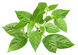 Blossoming  branch of pepper