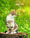 Sitting cat in grass on stump