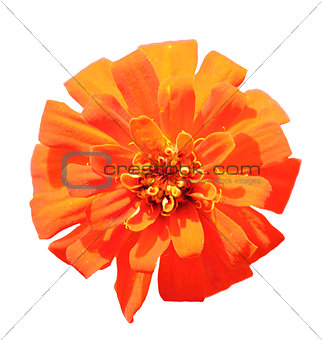 One orange flower