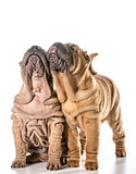 two chinese shar pei puppies