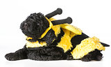 dog wearing bee costume