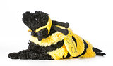 dog wearing bee costume