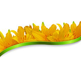 Yellow Lilies Border With Green Ribbon