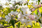 Closeup of the Pear Blossom in Spring
