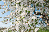 Pear blossom in spring