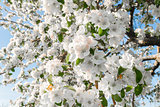 Pear blossom in spring