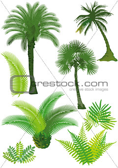 Palms and ferns