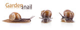 Set of garden snail (Helix aspersa)