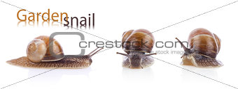 Set of garden snail (Helix aspersa)