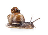 Garden snail (Helix aspersa) taxi