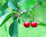 Two cherries hanging on the branches of a cherry tree