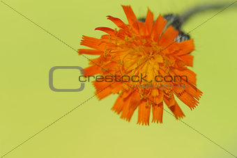Orange Hawkweed flower oder Pilosella aurantiaca