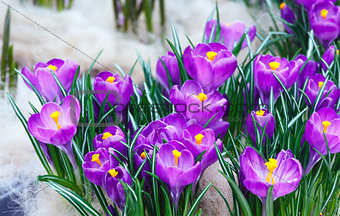 Spring purple crocuses (macro)