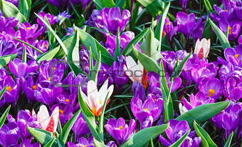 Spring purple crocuses and white tulips (macro)