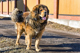 Dog breed Tibetan Mastiff