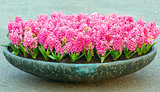 Flowerbed with pink hyacinths