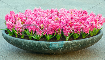 Flowerbed with pink hyacinths