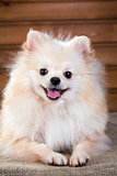 Portrait Pomeranian dog