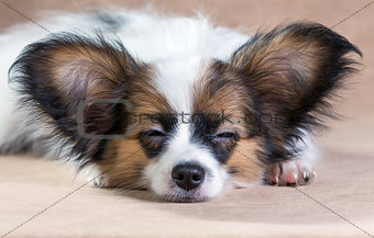 Portrait of a sleeping puppy Papillon 
