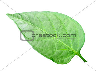Green leaf of pepper