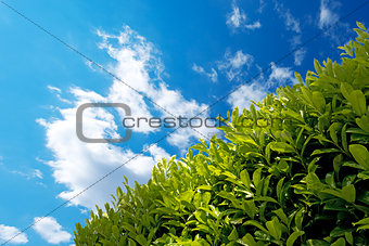 Hedge with Blue Sky