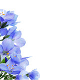 Blue Flowers Border