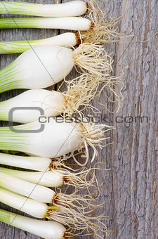 Frame of Onion Stems