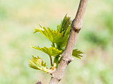 Spring season background with vine leaves in the vineyard