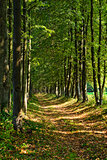 path in a forest